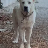 سگ الابای نر2ساله نگهبان گله ای ژرمن سرابی قدرجونی