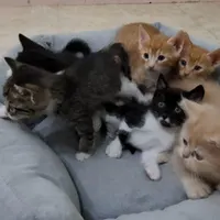 فروش بچه گربه