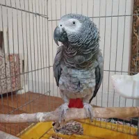 کاسکو ماده مست صاف سالم ۳۰کلام