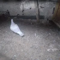 پلنگ شامی عتیقه