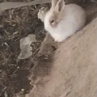 بچه خرگوش|موش و خرگوش|مشهد, امین آباد|دیوار