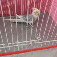 عروس هلندی|پرنده|سبزوار, قلعه‌نو دهزار|دیوار