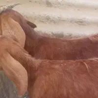 بز با دوتا بزغاله نروماده بز هم یک ماه ابست|حیوانات مزرعه|زابل, |دیوار