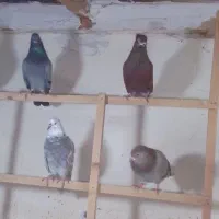 کبوتر سنگر|پرنده|سنگر, |دیوار