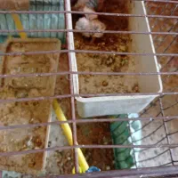 مرغ عشق فروشی