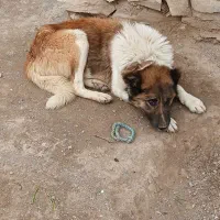 سگ گله سراب