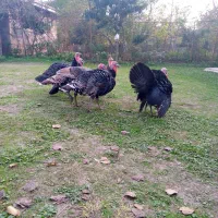 بوقلمون محلی