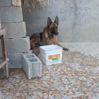 ژرمن درجه یک دوساله