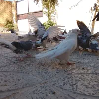 (تعدادی کبوتر،فروش فوری)|پرنده|معصومیه, |دیوار