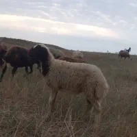 با سلام یک عدد بره نر بروجردی  جنس فروشی