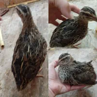 بلدرچین بالغ داشتی یا گوشتی