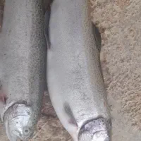 فروش ماهی قزل عمده