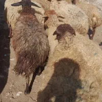 ۱۹ راس میش و بره