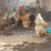 فروش تخم نطفه دار برهما بلو