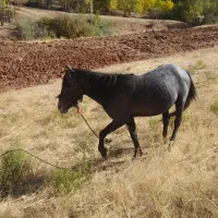 اسب|اسب و تجهیزات اسب‌سواری|خلخال, |دیوار