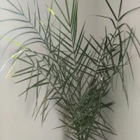 گل اپارتمانی