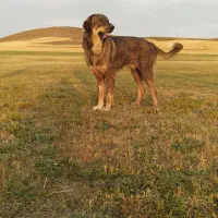 توله پژدر اصیل  نر و ماده|سگ|کرفتو, |دیوار