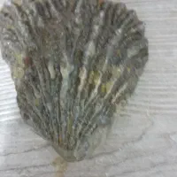 فسیل صدف