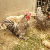 فروش مرغ و خروس کوشین