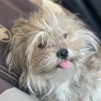 گمشده سگ ماده|حیوانات|کوه چنار, |دیوار