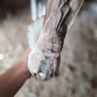 دوتا کبوتر دمبی کله ای|پرنده|شوشتر, |دیوار