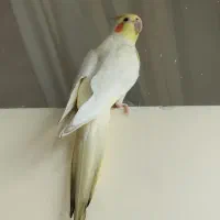 عروس هلندی گمشده