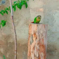 گرینچیک|پرنده|بستان آباد, |دیوار