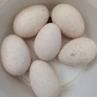 تخم بوقلمون