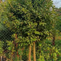 گل و گیاه مخصوص ویلها و فضای سبز لوکس|گل و گیاه طبیعی|چابکسر, |دیوار