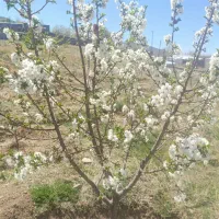 فروش زمین در منطقه سردسیر شهرستان جیرفت