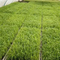 توم بیجار تخفیفم داره