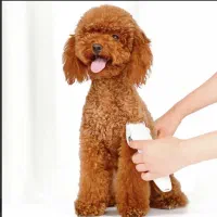 استخدام گرومر اهواز (آرایشگر حیوانات)