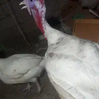 اجفت بوقلمون نروماده،گوشتی|حیوانات مزرعه|سنگر, |دیوار