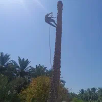 بریدن نخل قطع نخل هرس نخل