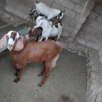 بره و کهره|حیوانات مزرعه|قشم, |دیوار