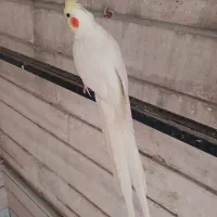 عروس هلندی بالغ