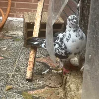 چهار عدد ماده اماده