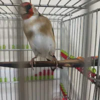 سهره قرص بخون جفتی سره و قناری