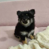 توله پامرانین زیبا و آموزش پذیر|سگ|مشهد, هنرور|دیوار