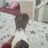 یک جفت کبوتر اویناخ