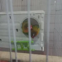 طوطی برزیلی  همراه با وسایل|پرنده|محمدیه-قزوین, |دیوار