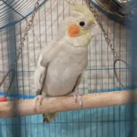 یک عدد عروس هلندی ماده