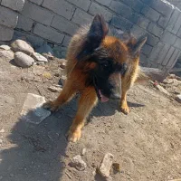 نژاد ژرمن