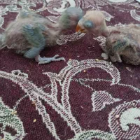 کوتوله|پرنده|یزد, |دیوار