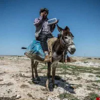 فروش خر نژاد دار وبا اصل ونصب