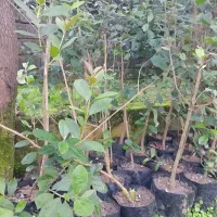 نهال فوجیوا و گواوایی موجود است|حراج|تالش, هشتپر|دیوار