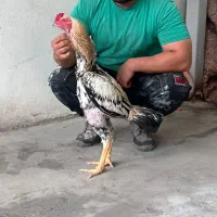 خروس لاری اس