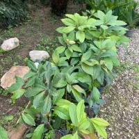 اووکادو نهال ۲ ساله|گل و گیاه طبیعی|نوشهر, |دیوار