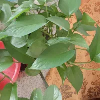 گل های خوشکل آپارتمانی|گل و گیاه طبیعی|بیرجند, |دیوار