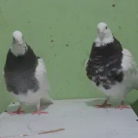 طوقی،|پرنده|بندر گناوه, |دیوار